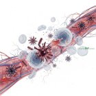 免疫系統：人體全天候的精銳防禦部隊