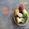 吃香菇預防失智？　專家：多元蔬果最好