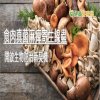 食肉真菌麻痺寄生線蟲　開啟生物防治新契機