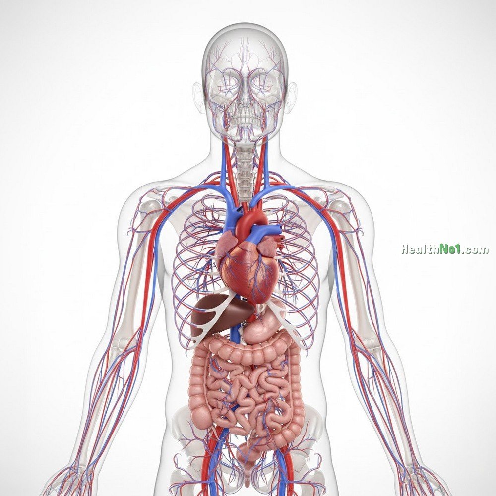 心血管系統 Cardiovascular System