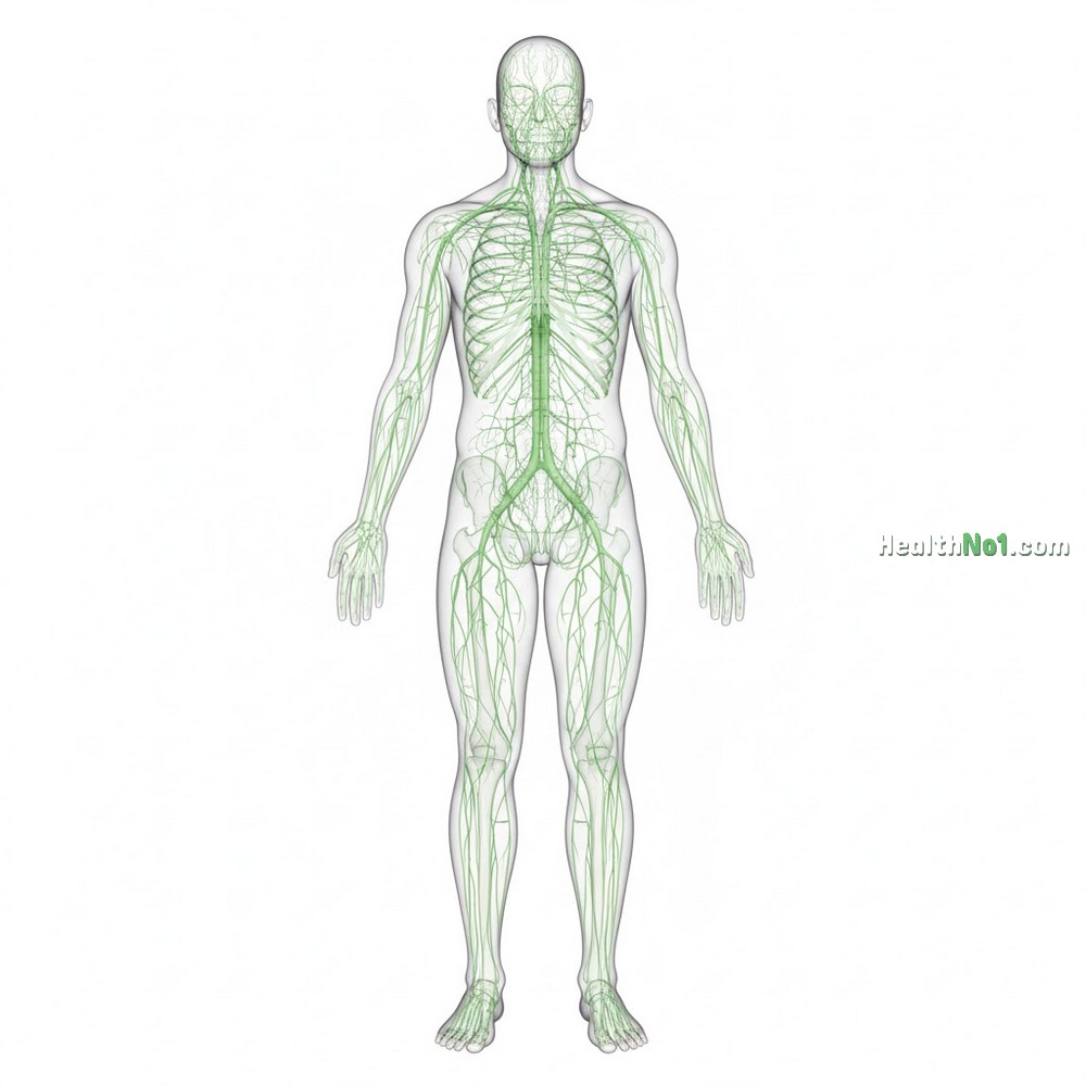 血液淋巴系統 Lymphatic System