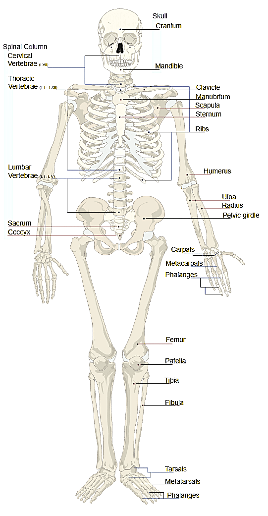 骨骼 skeletal System