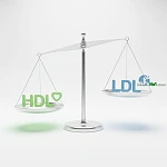 辨識好壞膽固醇：HDL 與 LDL