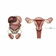 生殖系統 Reproductive System