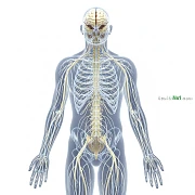 神經系統 Nervous System