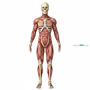 肌肉骨骼系統 Musculoskeletal System