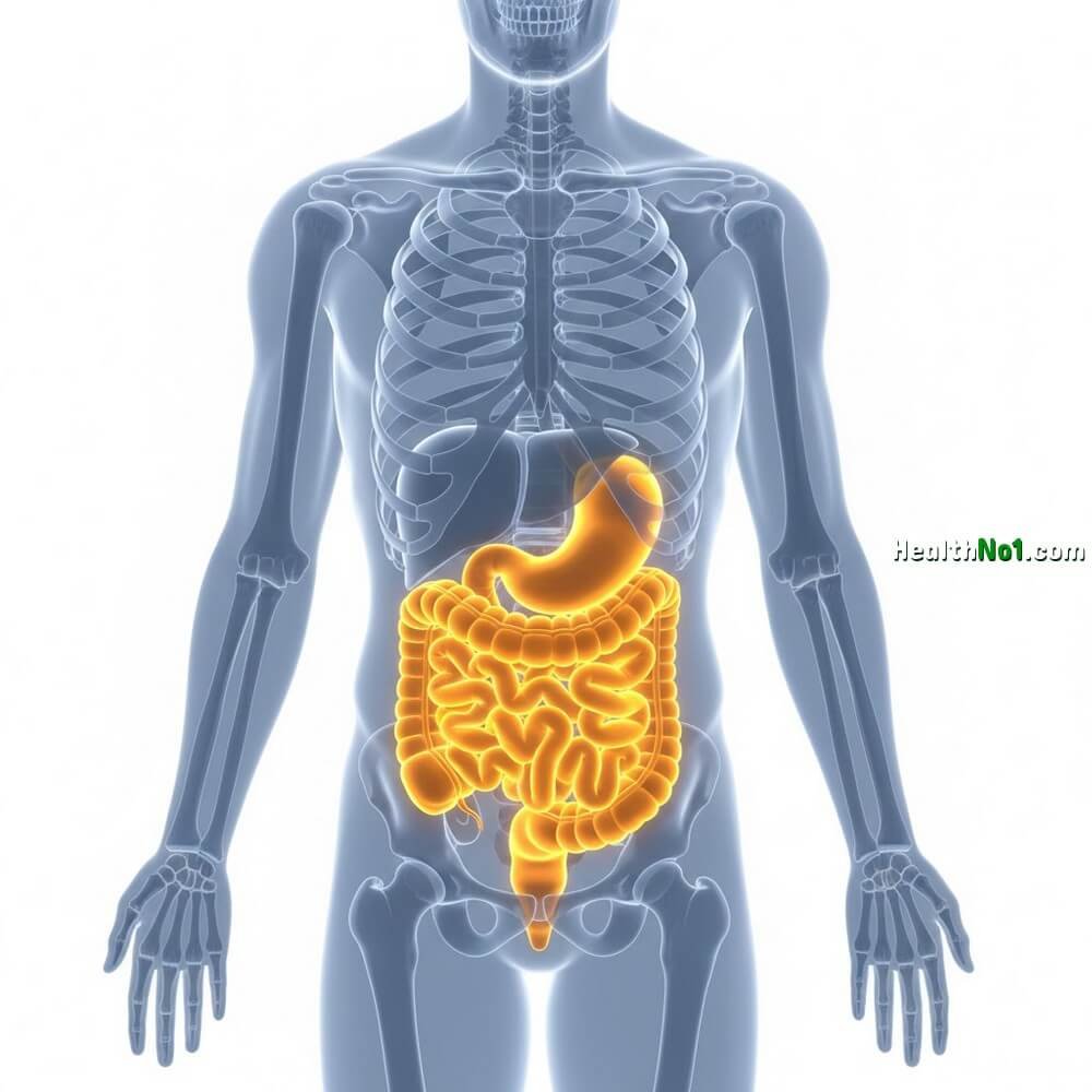 內臟脂肪與隱形肥胖