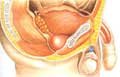 fe-reproduction-20000913a.jpg