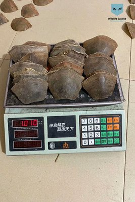 Pangolin scales being weighed. Photo shared by traders with WJC investigators. December 2019.