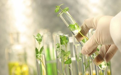 通過使用專利技術和實施久經考驗的農牧業計劃，亞洲種植園資本公司一直潛心研究烏木油的眾多特性。