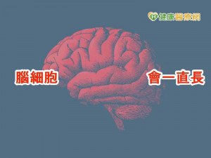 人老了腦不一定殘 研究:腦細胞會新生